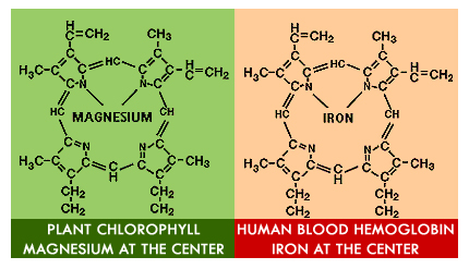 Click image for larger version
Name: heme-chlorophyll.jpg
Views: 1
Size: 86.8 KB
ID: 45121