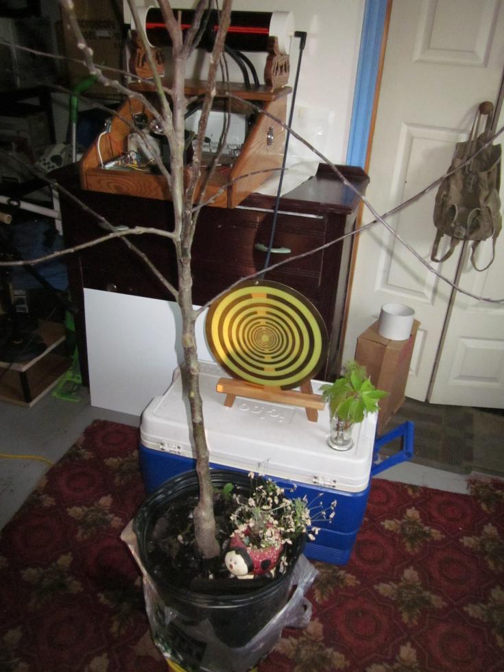 Click image for larger version
Name: MWO dead tree.jpg
Views: 1
Size: 90.9 KB
ID: 45690