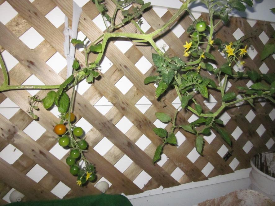 Click image for larger version
Name: MWO tomato plant3.jpg
Views: 1
Size: 94.4 KB
ID: 45694