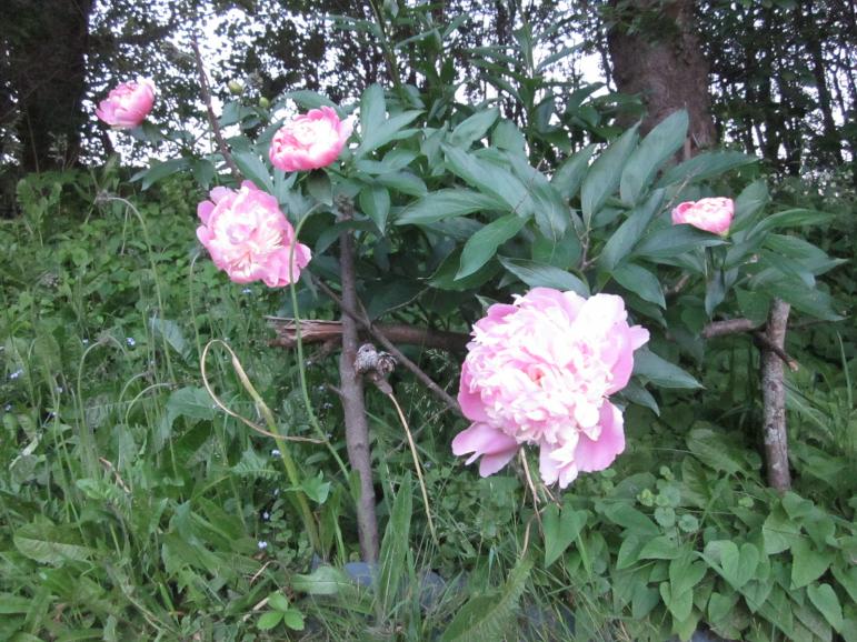 Click image for larger version
Name: Pink Peony.jpg
Views: 1
Size: 100.7 KB
ID: 45709