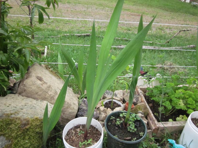 Click image for larger version
Name: Gladiolus.jpg
Views: 1
Size: 98.0 KB
ID: 45756