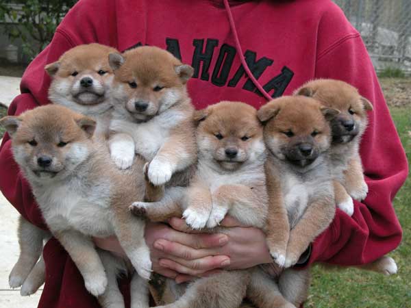 Click image for larger version
Name: shibainu-puppy-cam.jpg
Views: 1
Size: 31.8 KB
ID: 46044